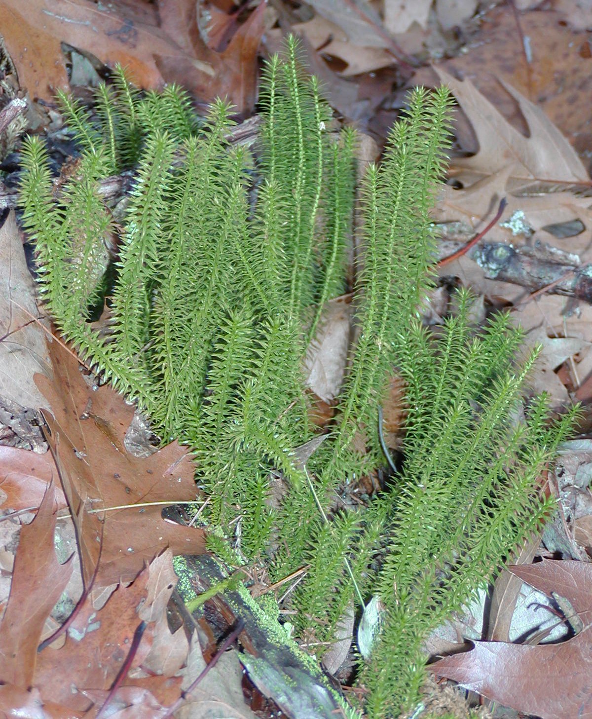 Папоротник плаун булавовидный