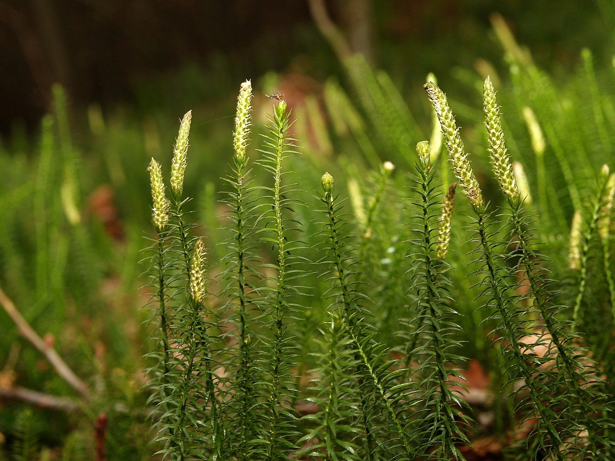 Плаун булавовидный (Lycopodium clavatum)
