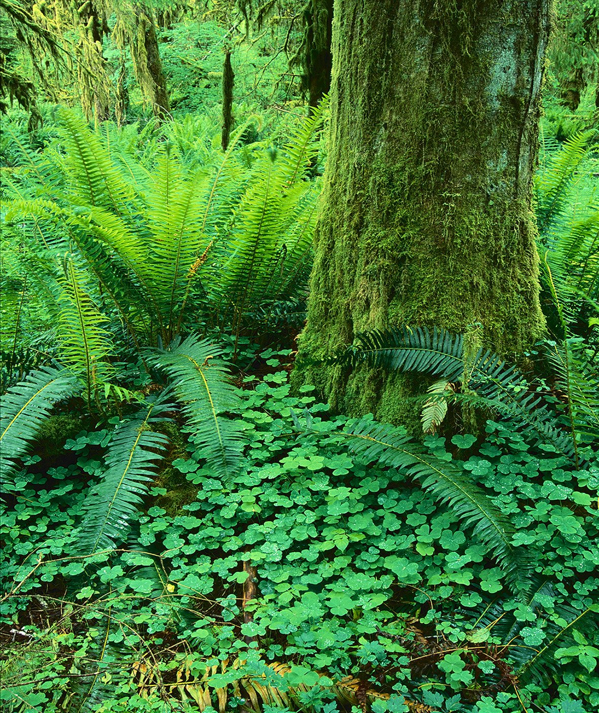 Папоротниковый мох