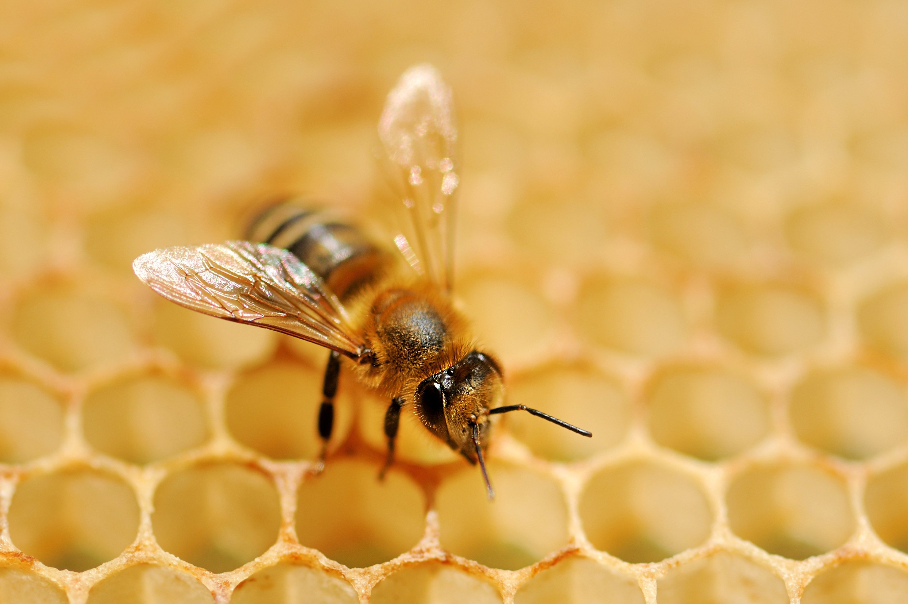 Пчеловодство апитерапия. Соты пчелиные. Пчела на сотах. Соты меда. Медовая пчела.