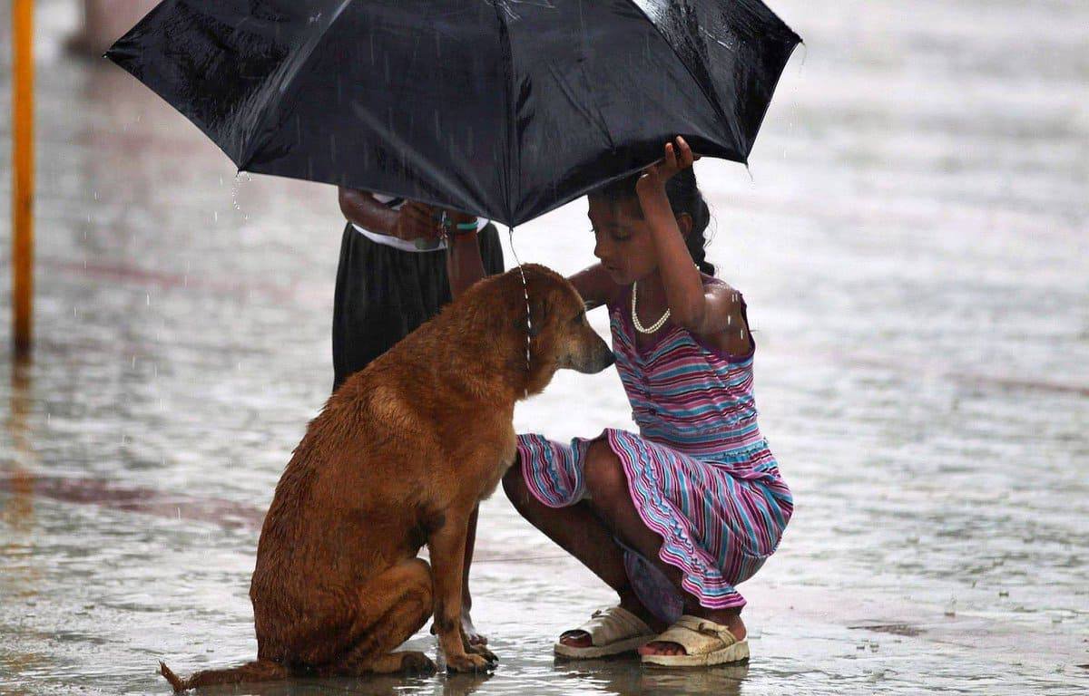 Доброе отношение к животным это