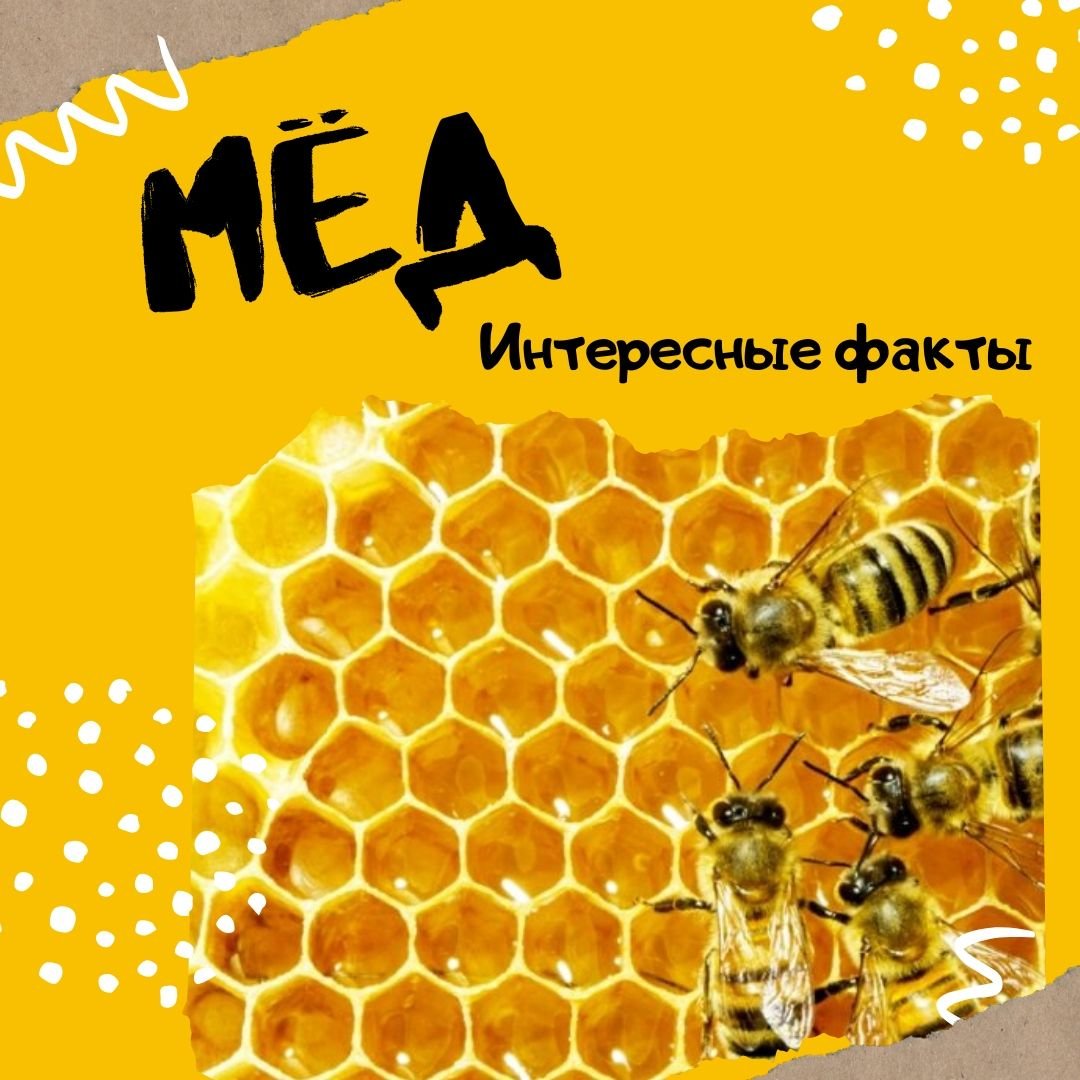 Пчелы в улье