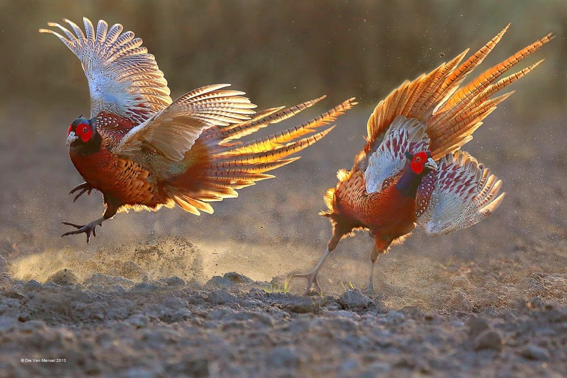 Золотой фазан полет