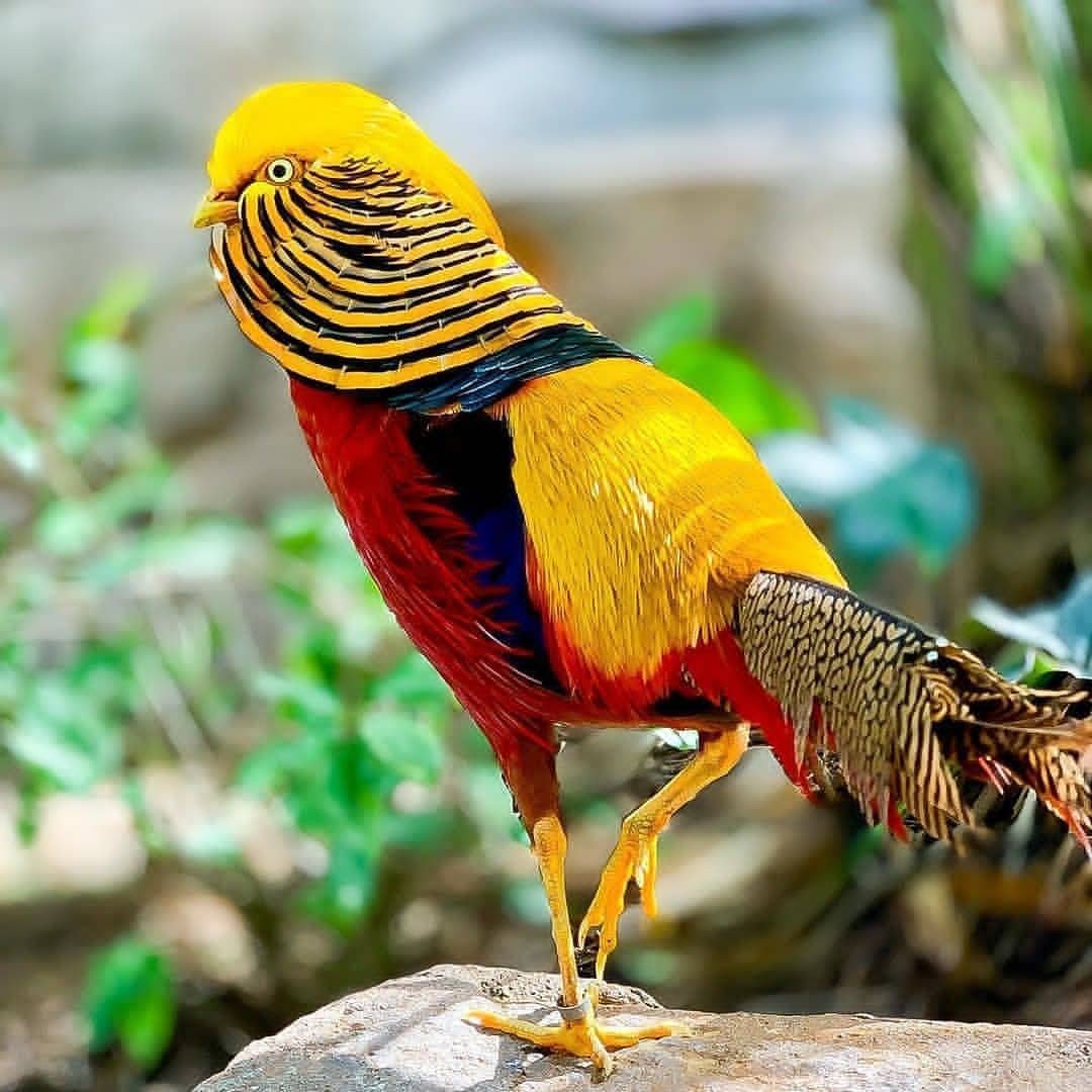 Золотоперый фазан