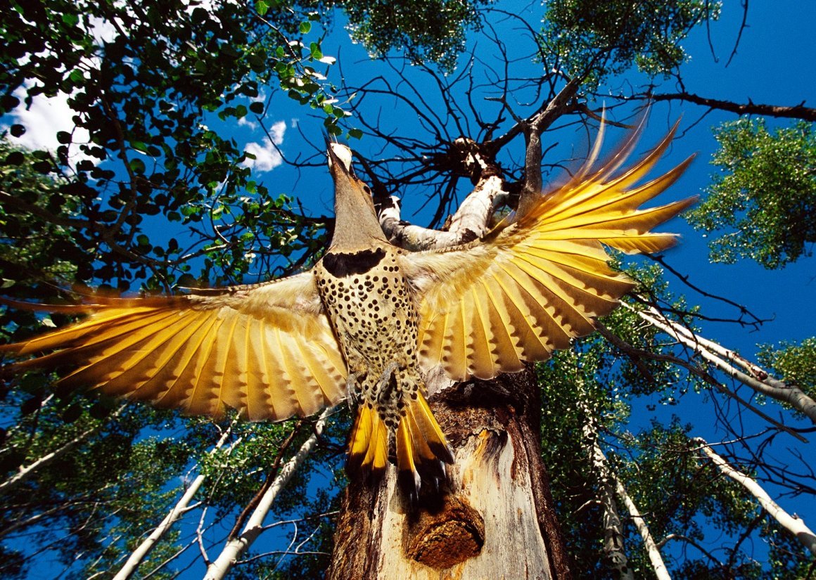 Золотистый дятел