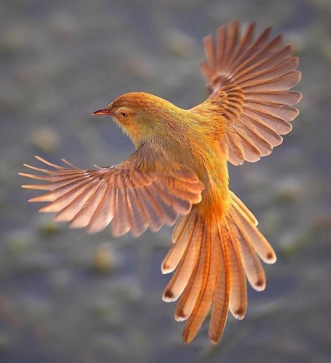 Коричневобокая приния