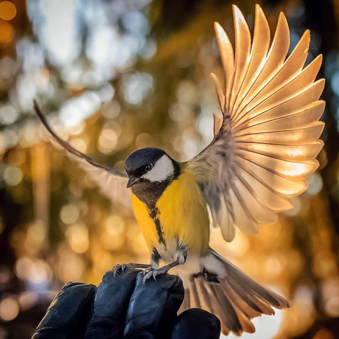 Полет синицы