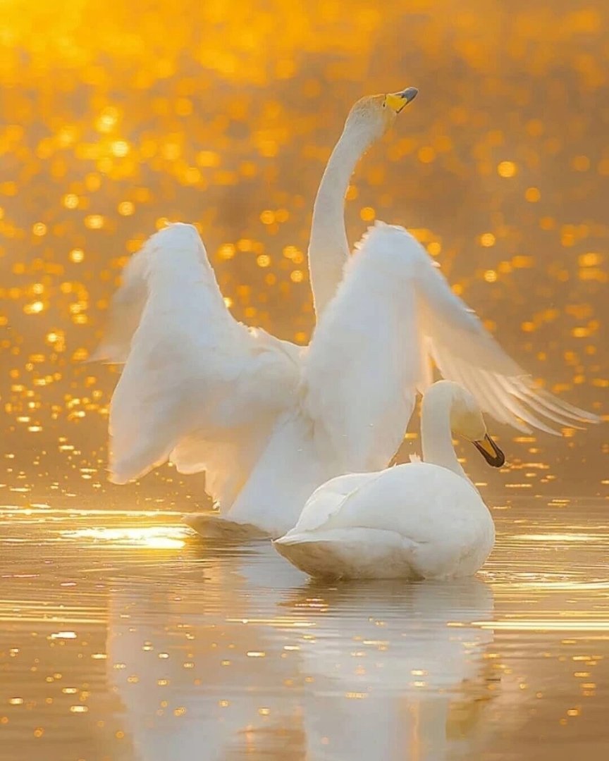 Лебеди в небе