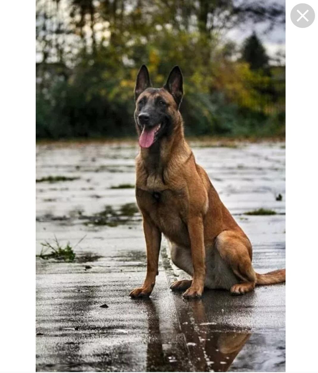 Малинуа серая