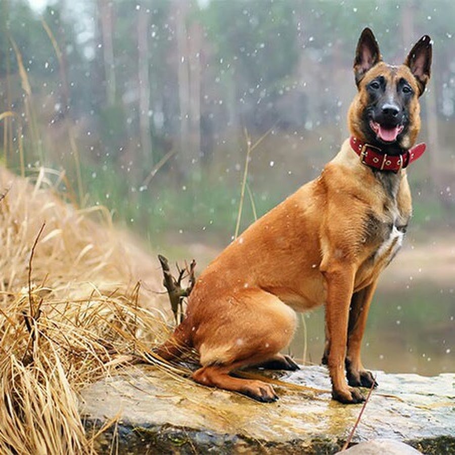 Австрийская овчарка малинуа