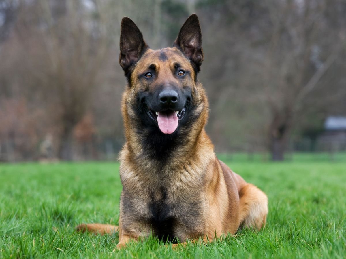 Британская овчарка малинуа