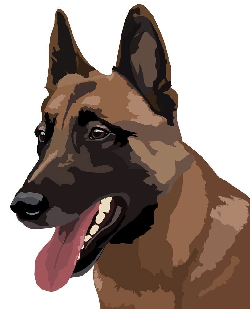 Порода собак бельгийский малинуа