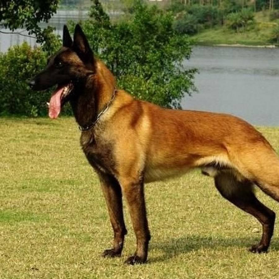 Хердер или малинуа