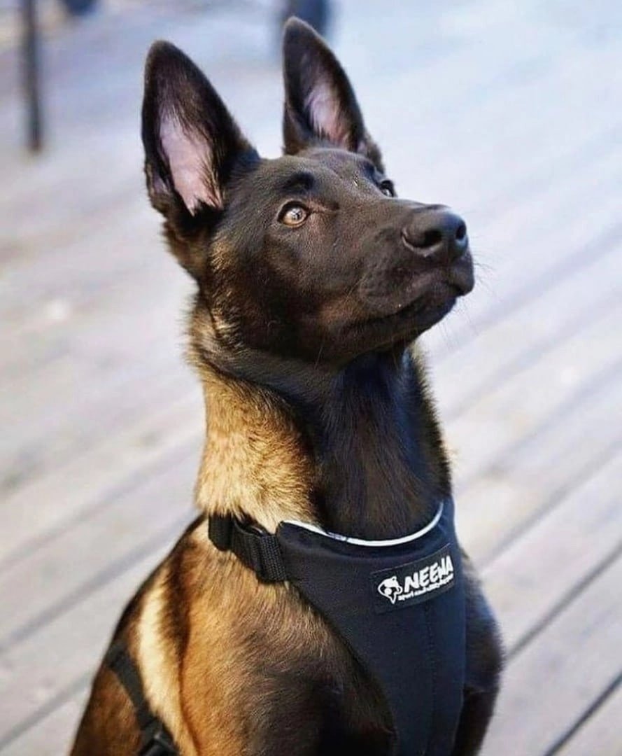 Бельгийская овчарка картинки