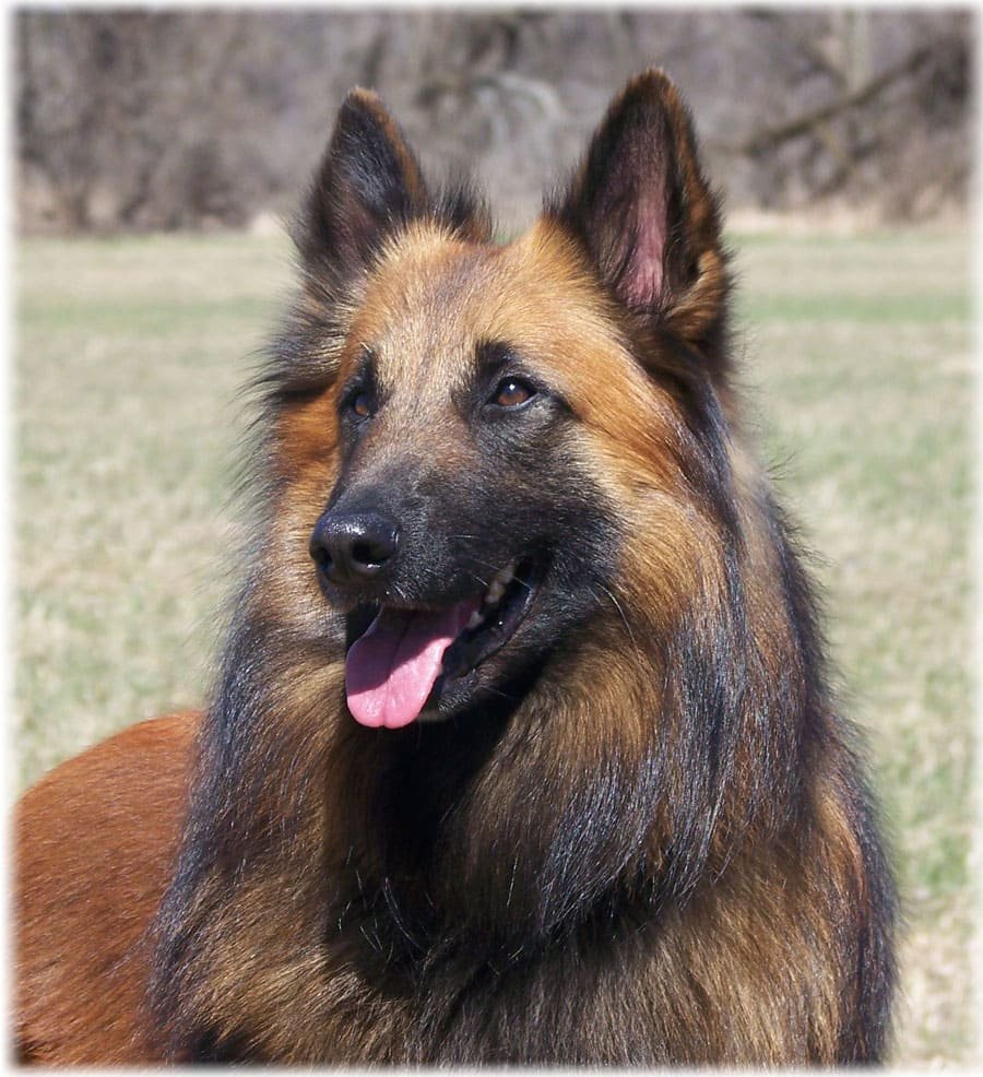 Бельгийская овчарка малинуа