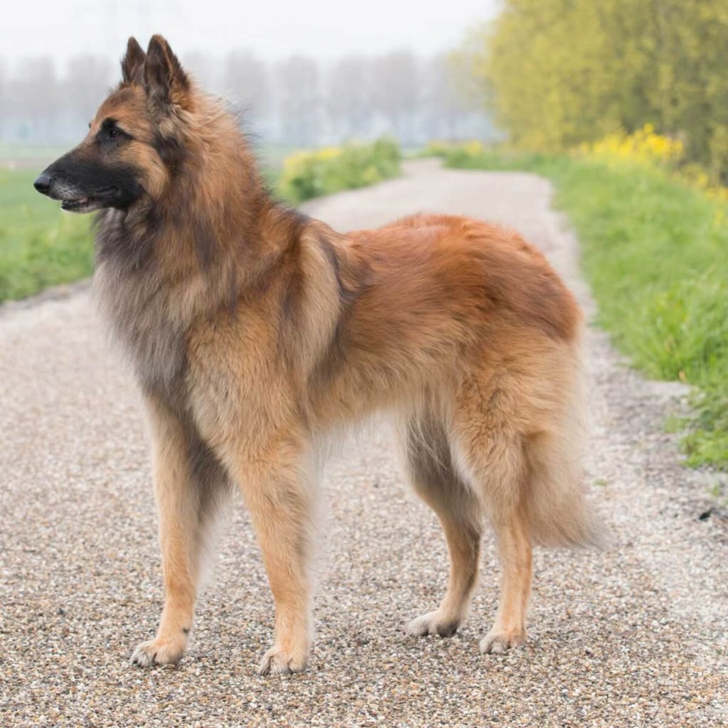 Бельгийский малинуа