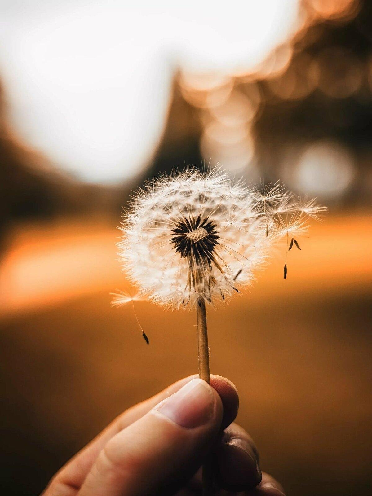 Девочка одуванчик картинки