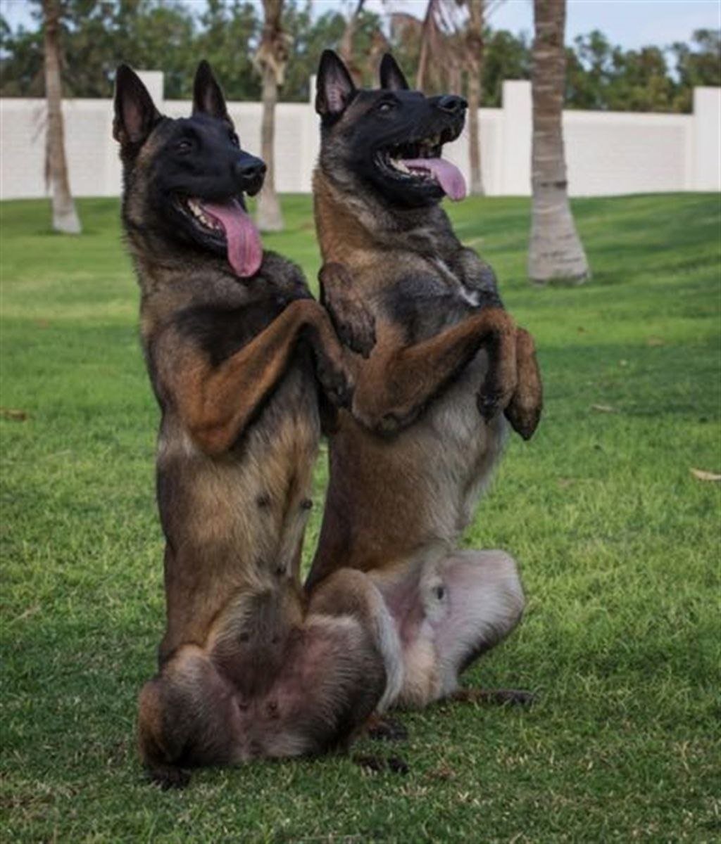 Vyatkins Malinois
