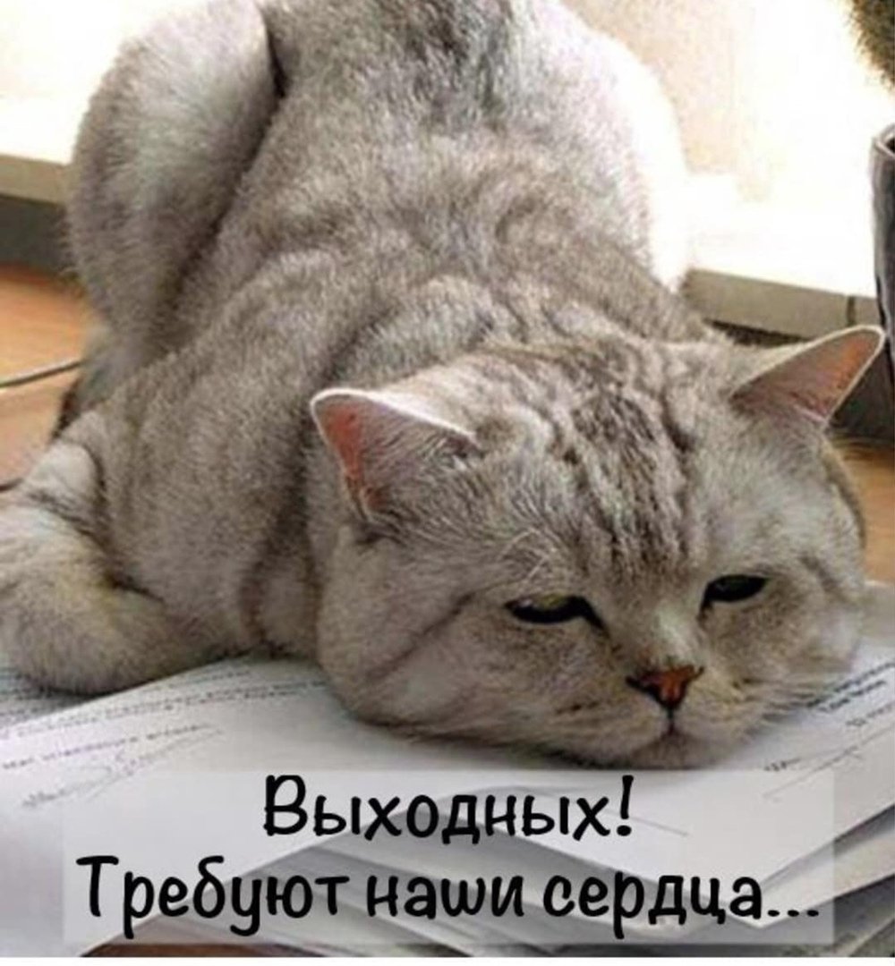 Уставший кот