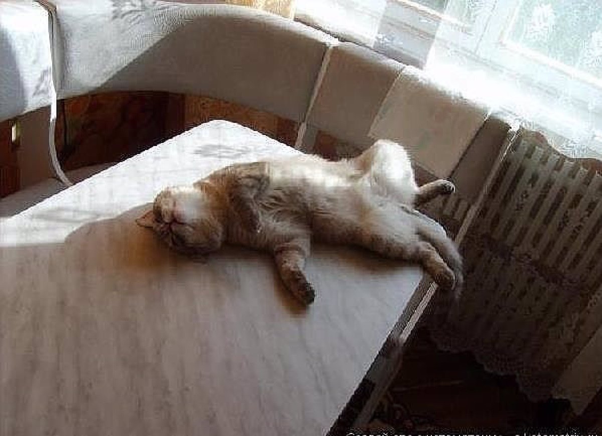 Кот на диване