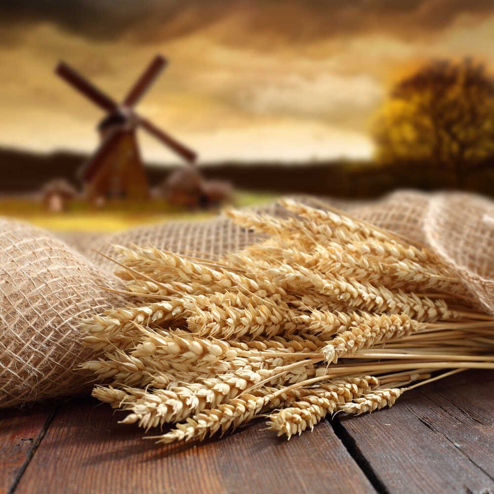 Хлебный Колос