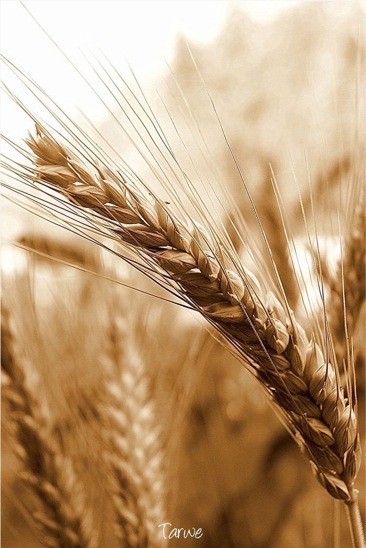 Колосья пшеницы
