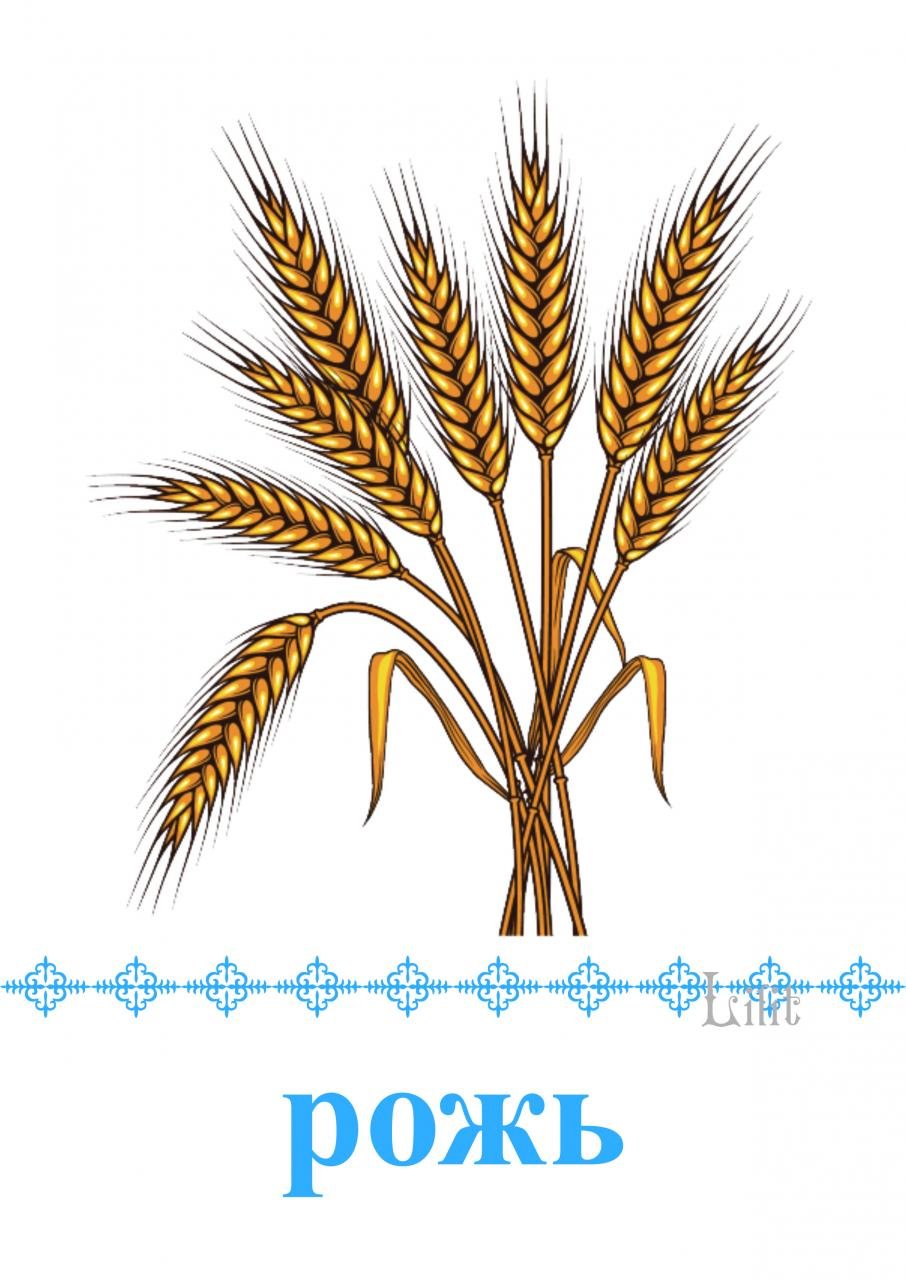 Колосья пшеницы