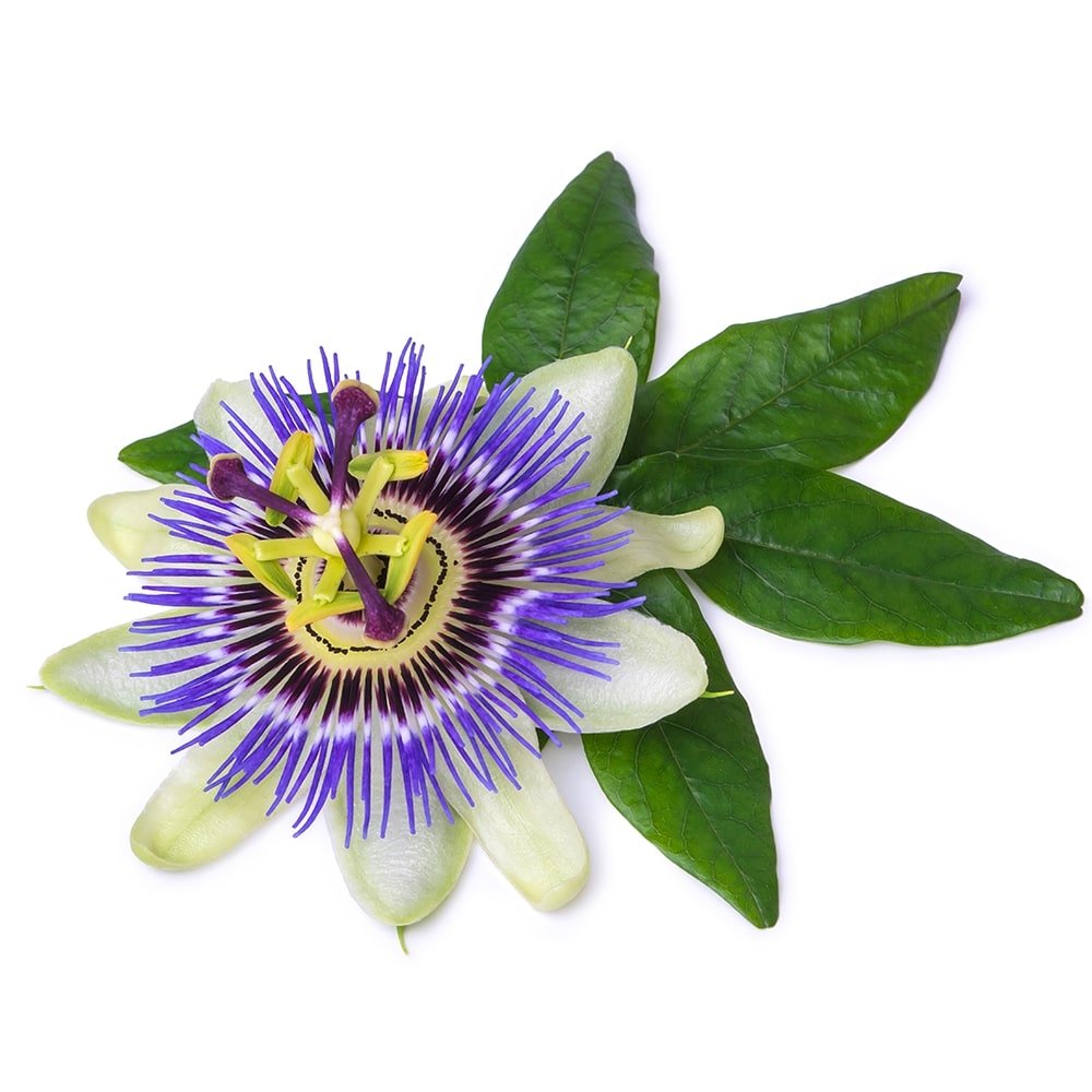Passiflora incarnata белом фоне