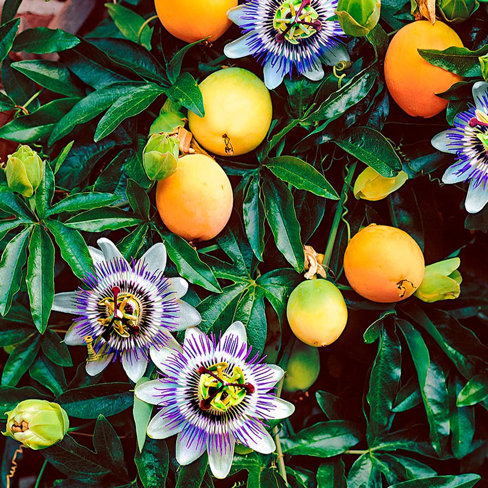 Пассифлора гранадилла