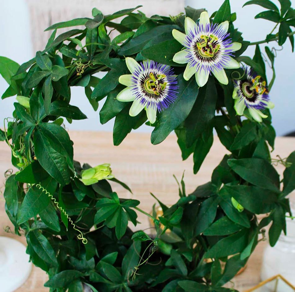 Пассифлора в горшке