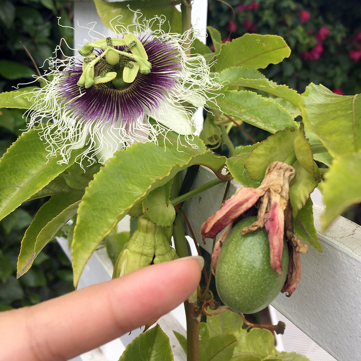 Пассифлора гранадилла