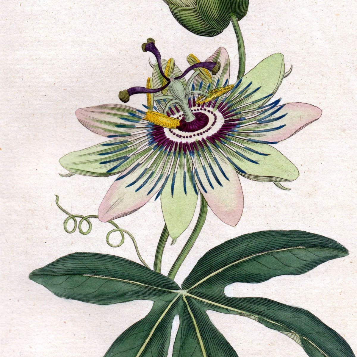 Пассифлора инкарнатная Ботанический