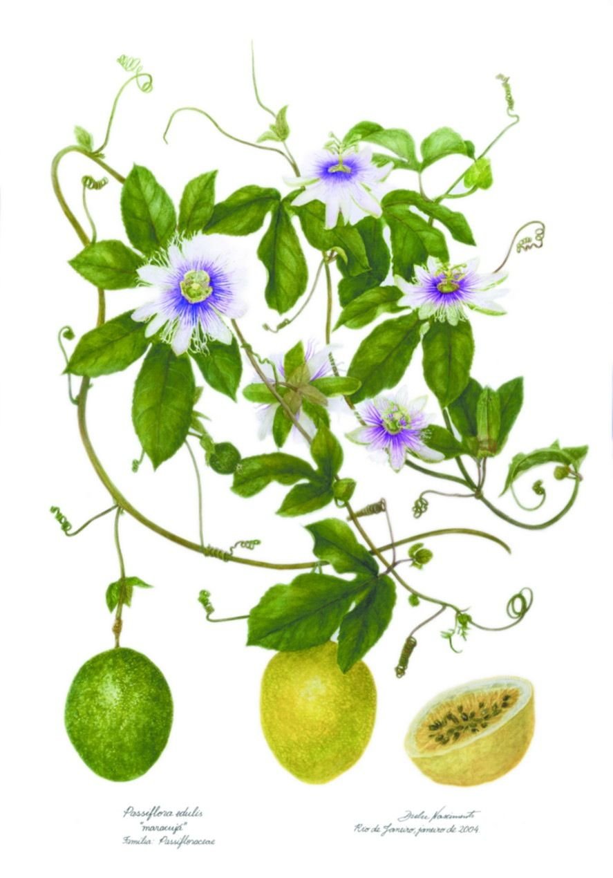 Passiflora incarnata Ботаническая иллюстрация