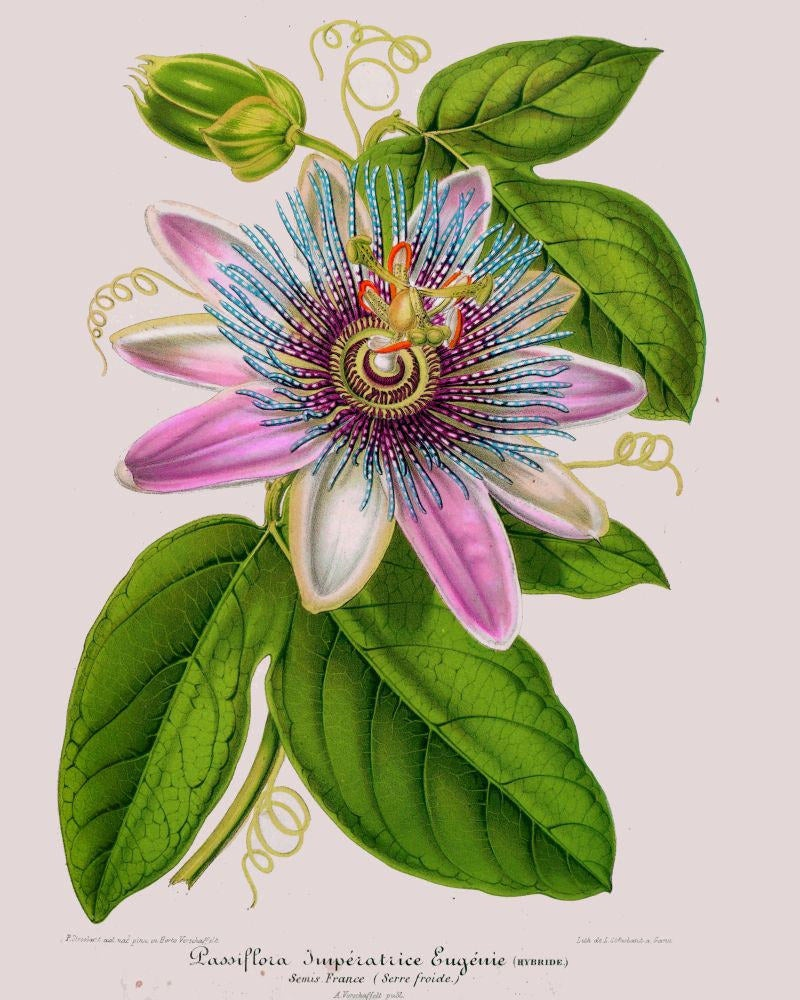 Пассифлора tucumanensis