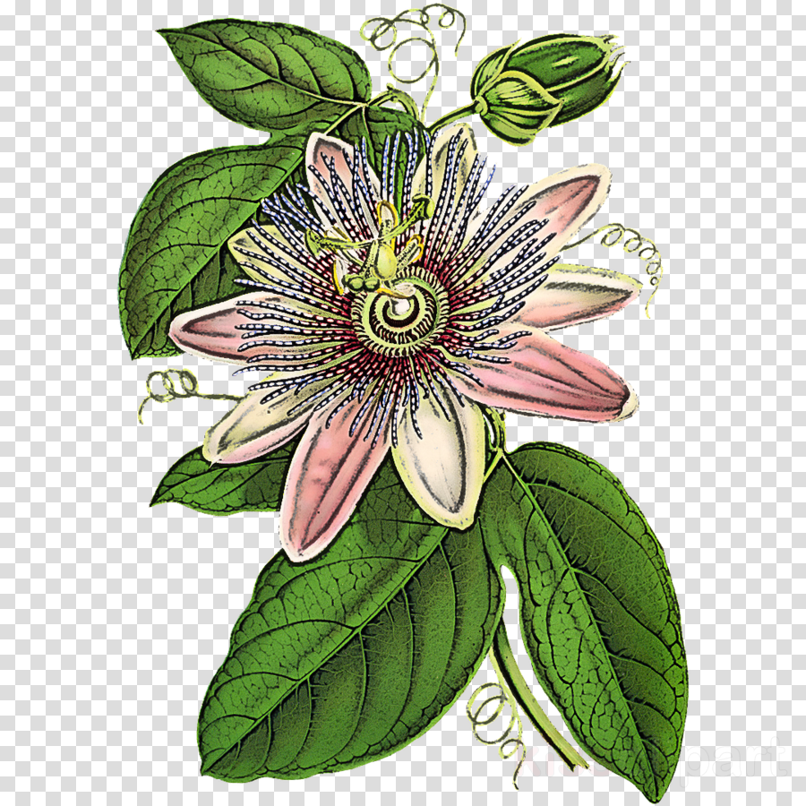 Пассифлора Ботанический рисунок