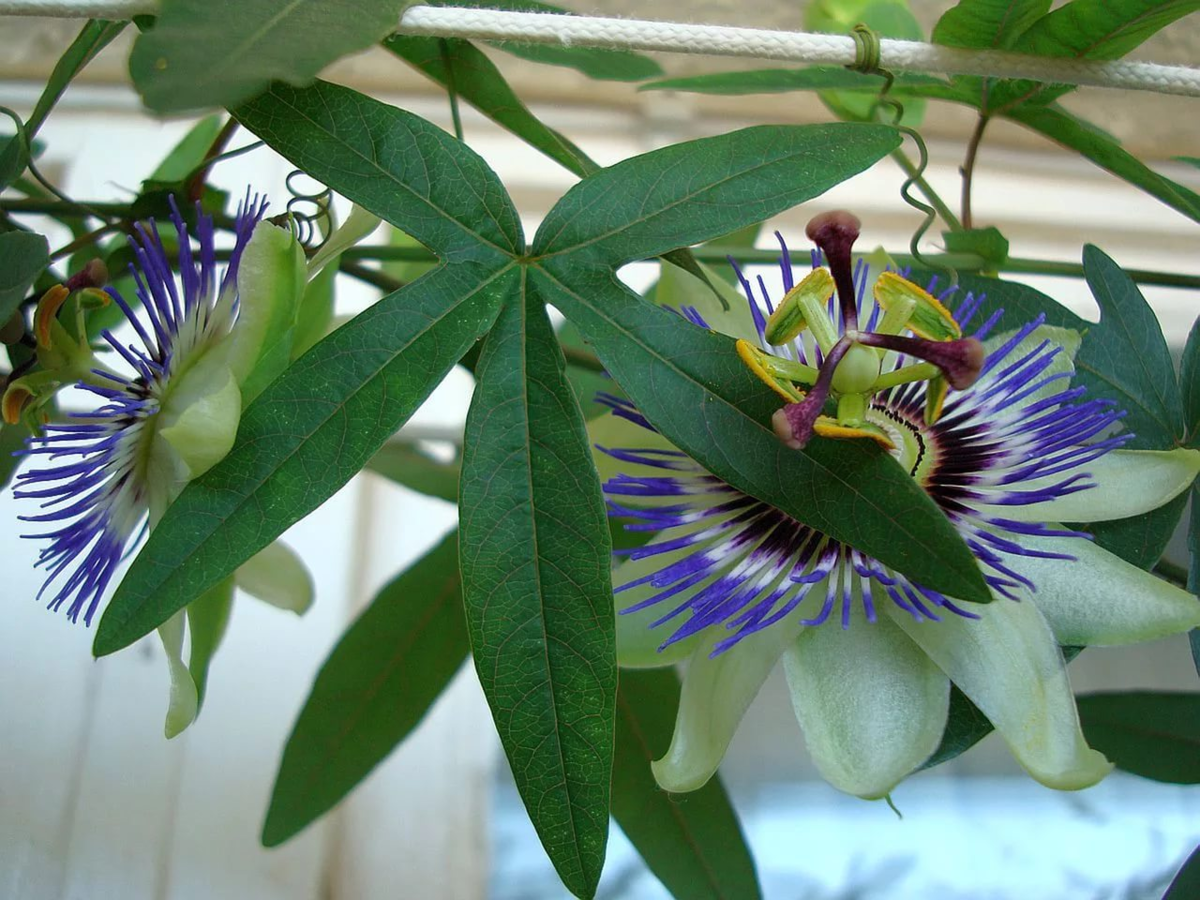 Пассифлора цветок маэстро