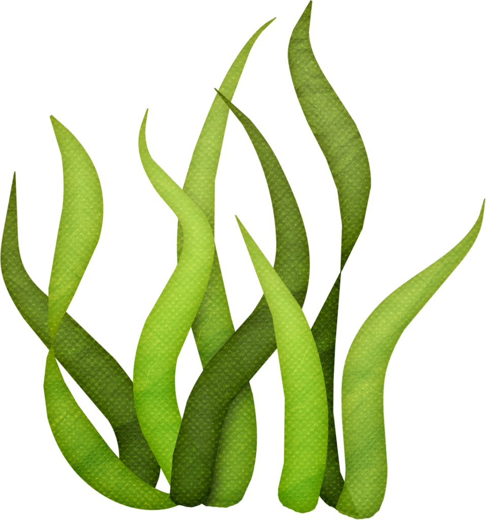 Водоросли мультяшные