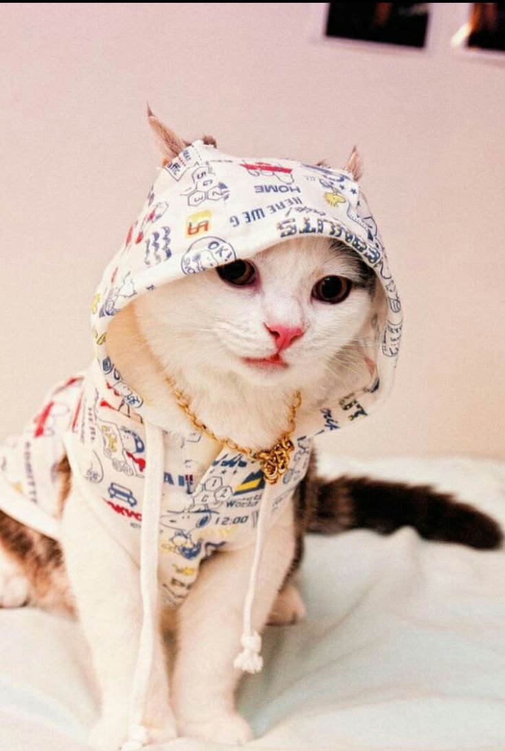 Пятничный котик