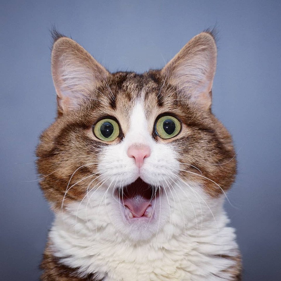 Котики на аву