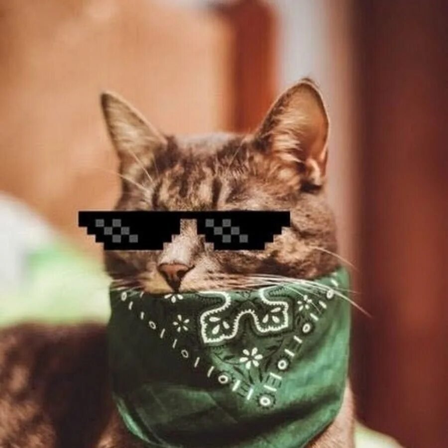 Кот в кепке