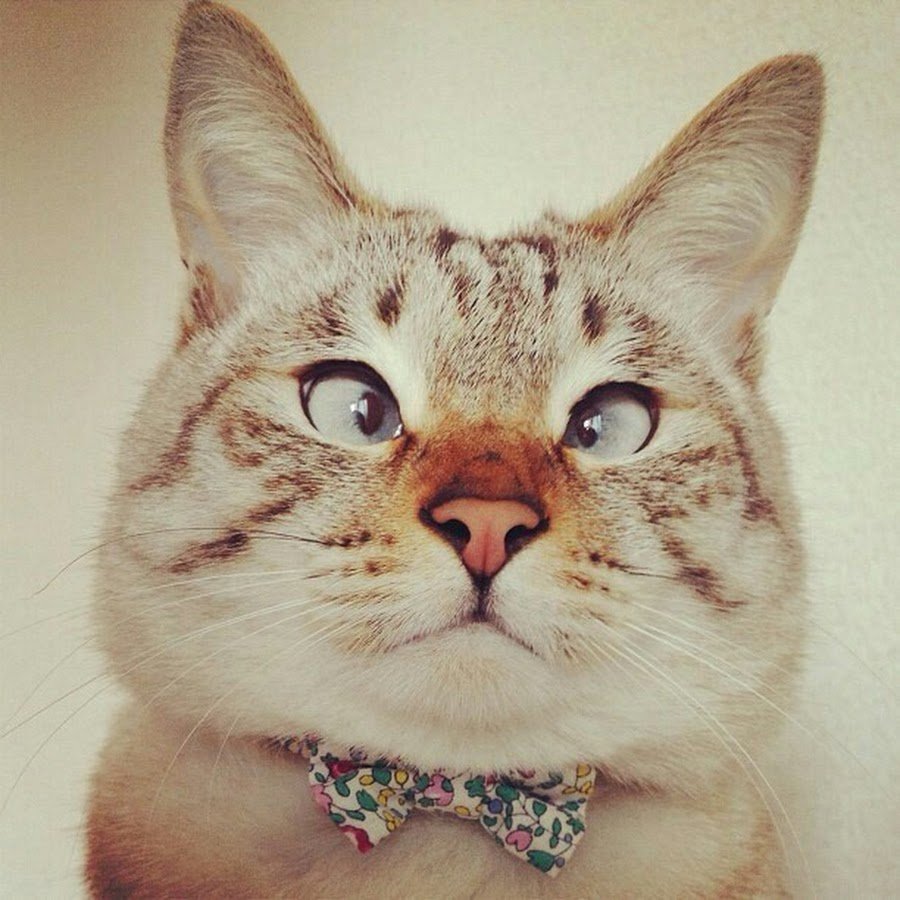 Котенок с бантиком