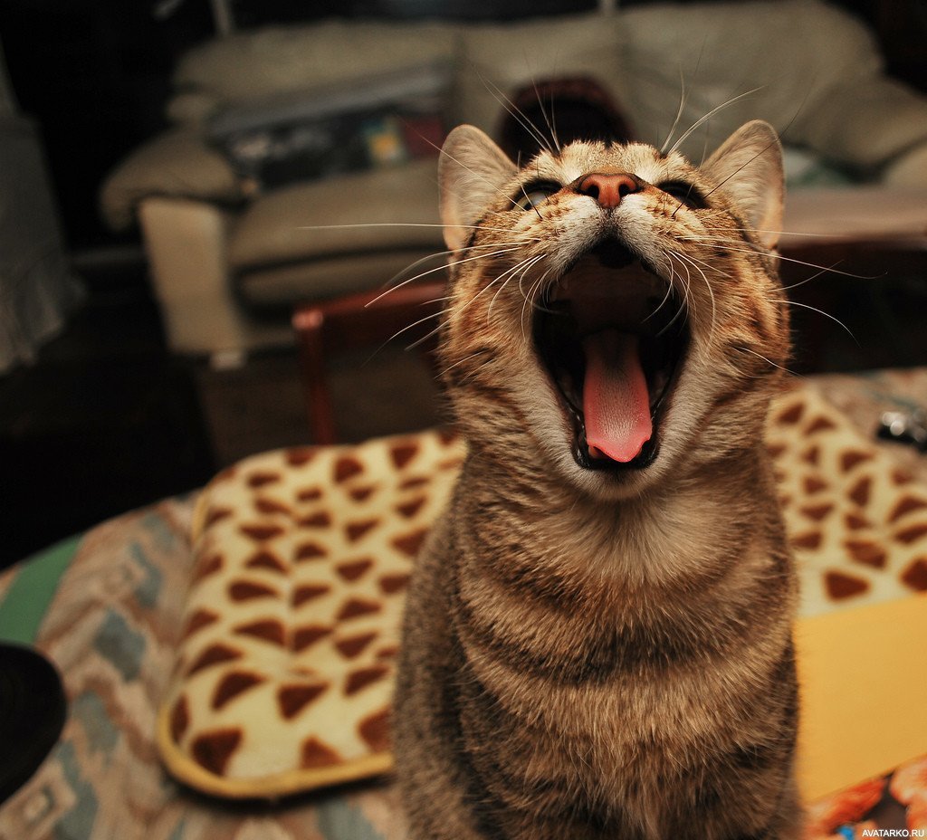 Смешной кот