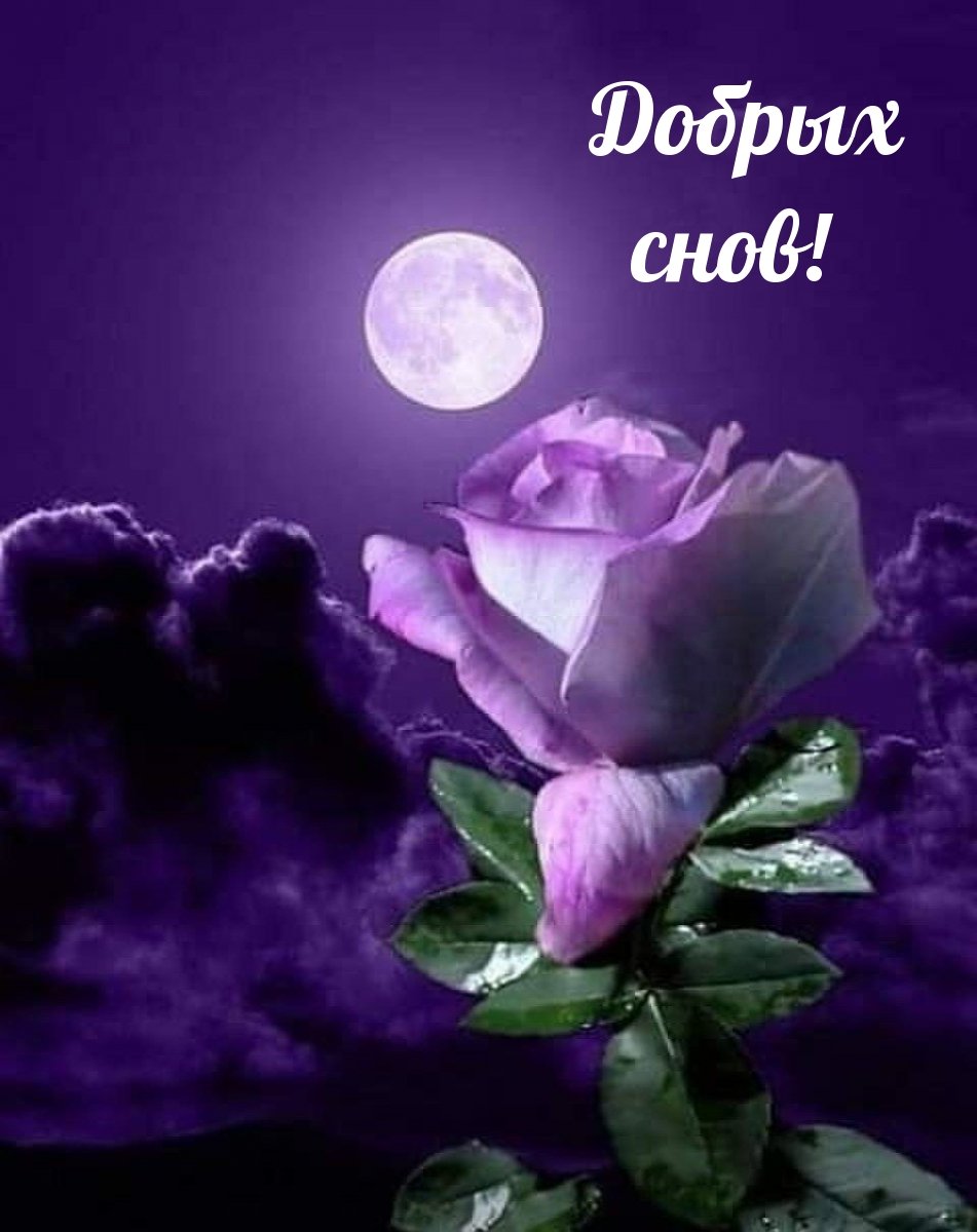 Доброго вечера и спокойной ночи