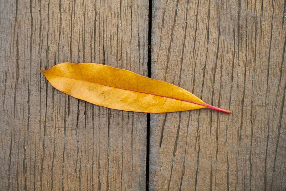 Осень листья