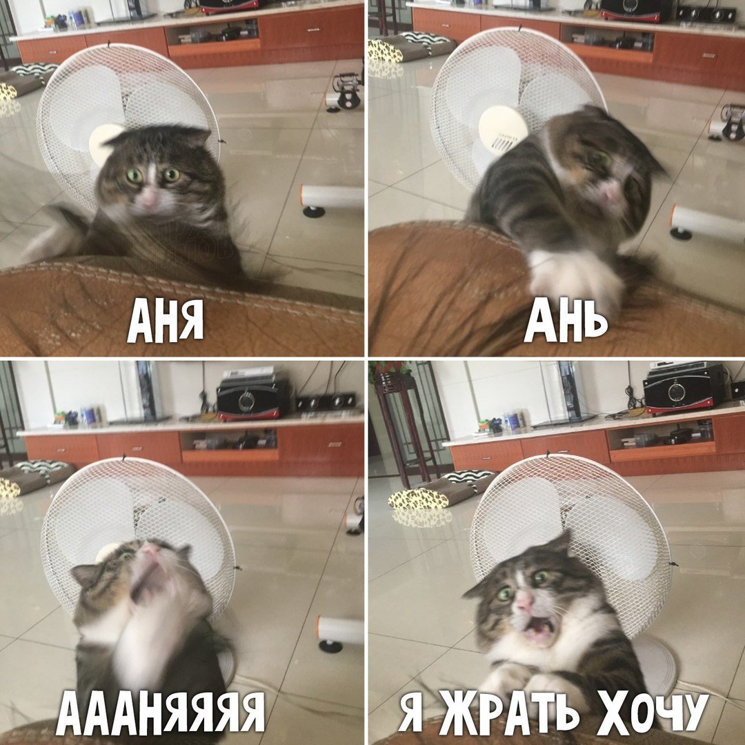 Кот Минимализм