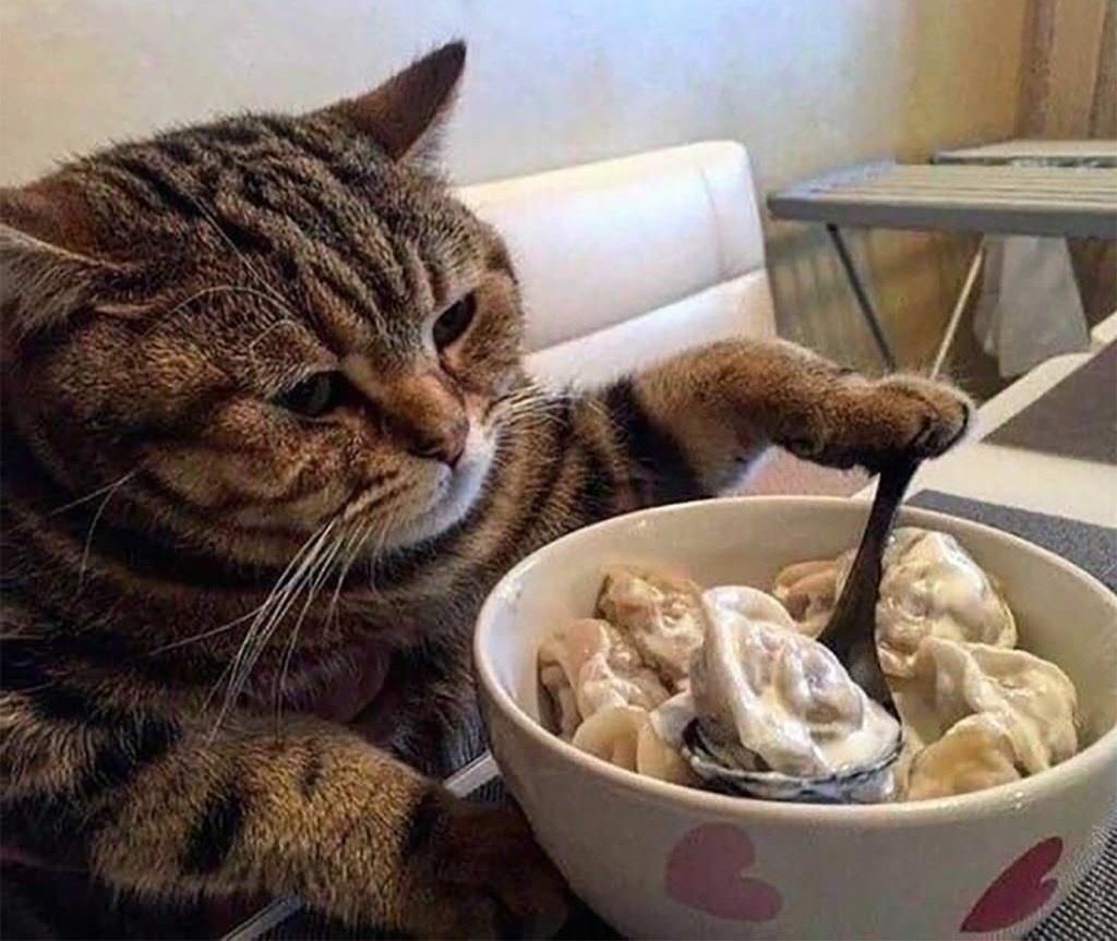 Кот жрешь картинка
