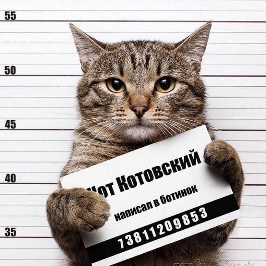 Сытый кот рисунок