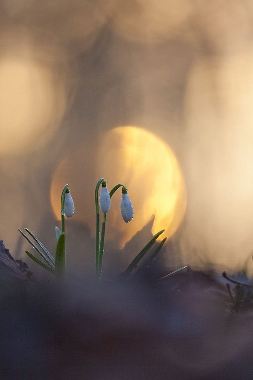 Доброе утро подснежники в солнце