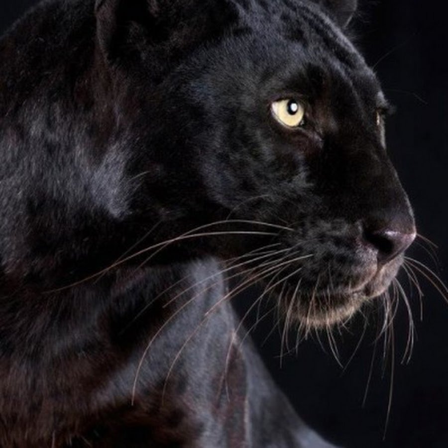 Грация пантеры