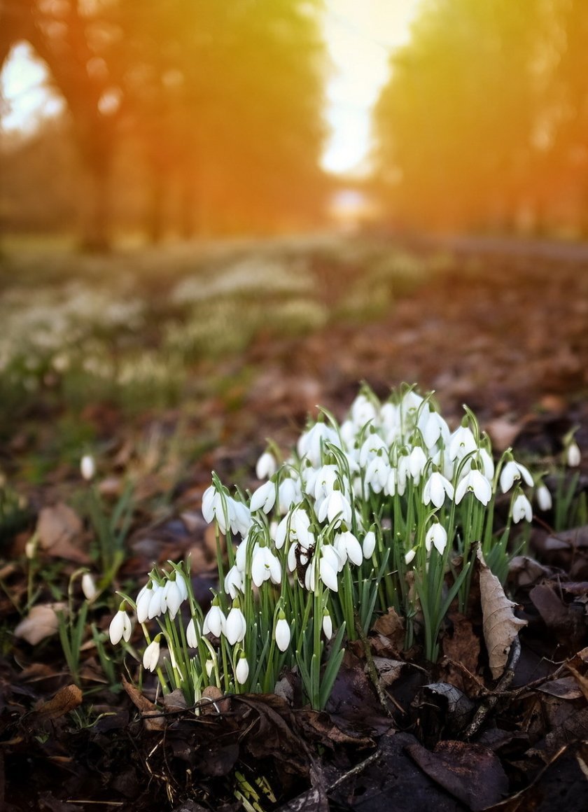 Подснежники на окна